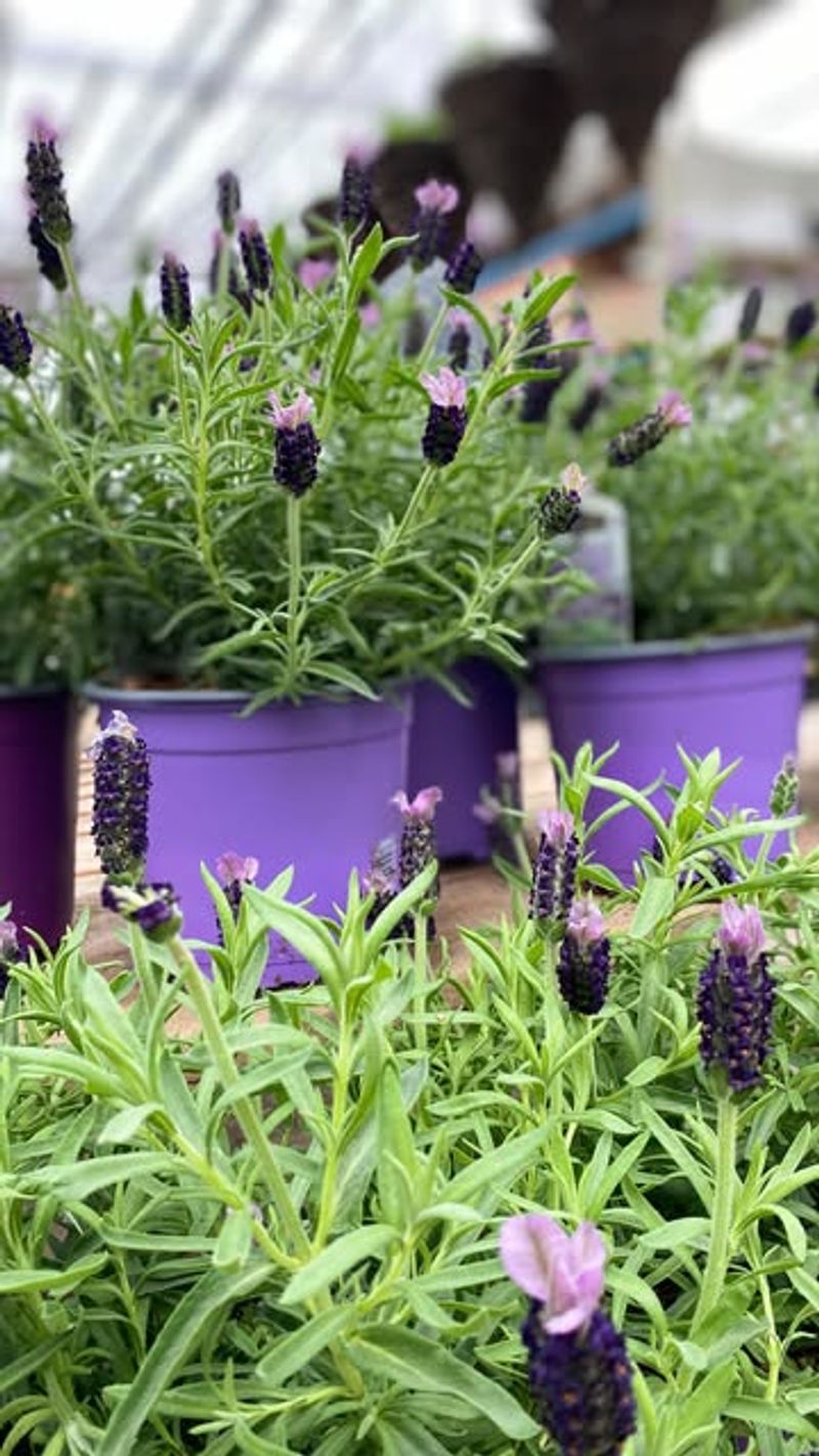 Wonderful Fragrance for Relaxation