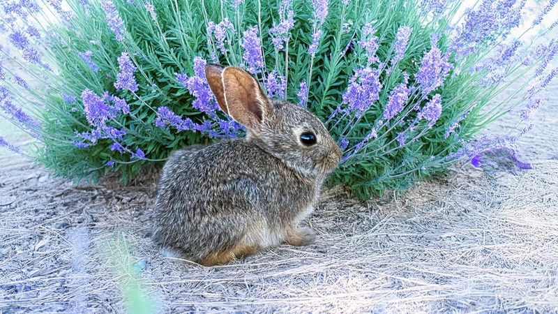 Deer And Rabbit Resistant