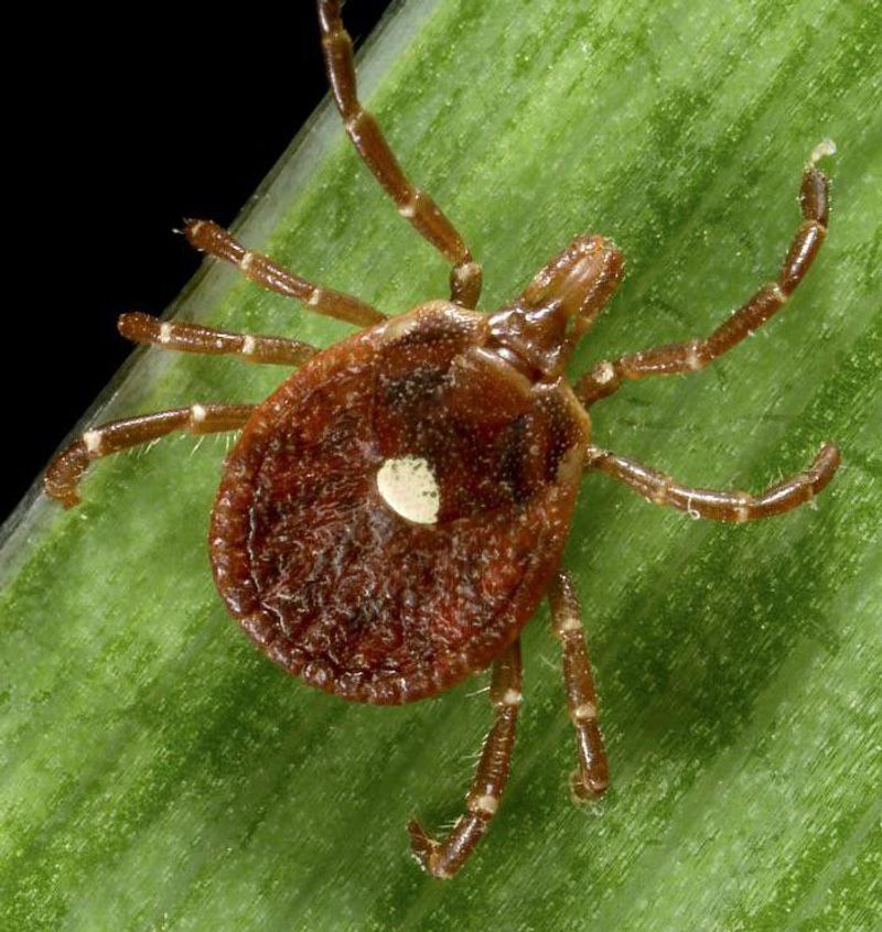 Lone Star Tick