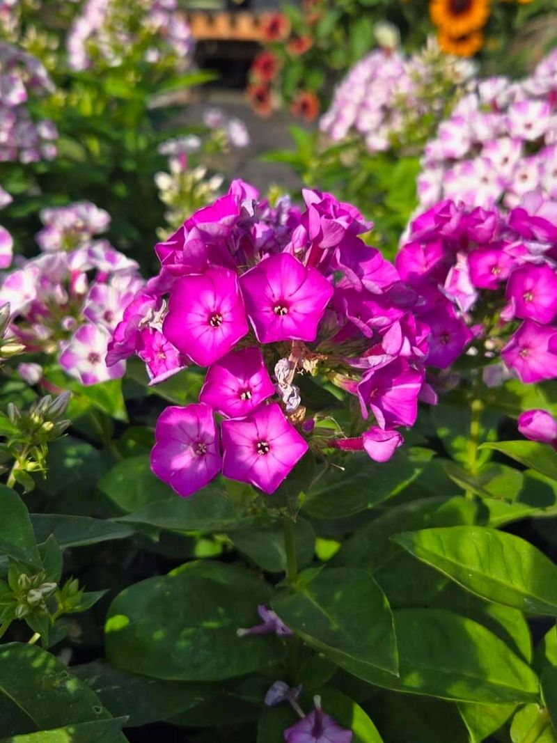 Garden Phlox