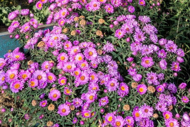 Asters