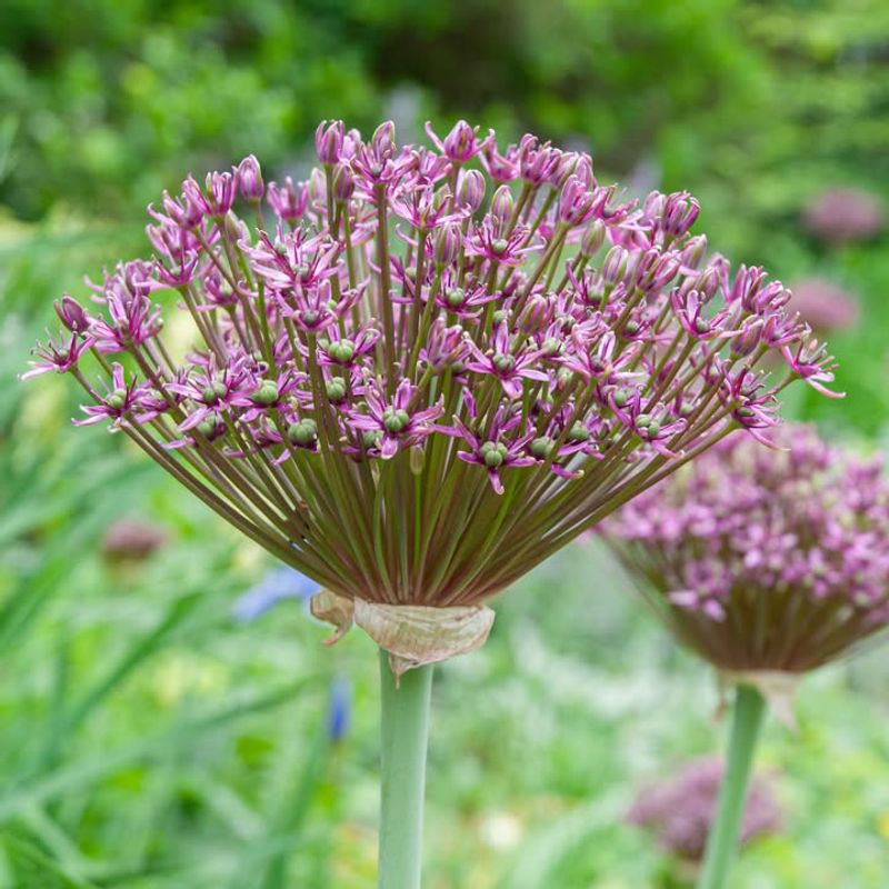 Allium Bulbs