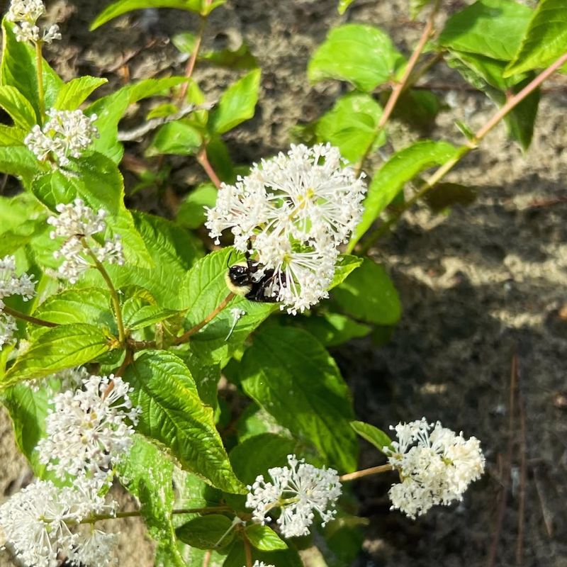 Tough Survivor In Challenging Conditions