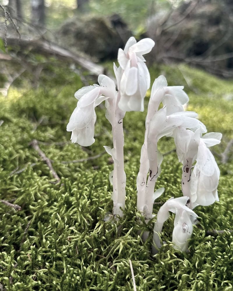 Ghost Pipe Indicates A Healthy Forest Ecosystem