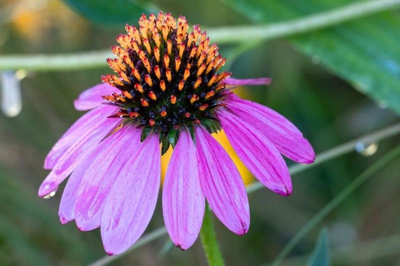 Blooms Last From Summer Through Fall