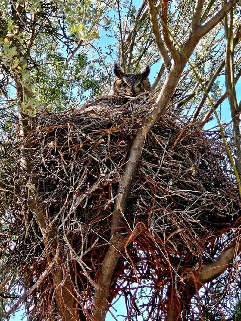 Old Nests Taken Over by New Residents