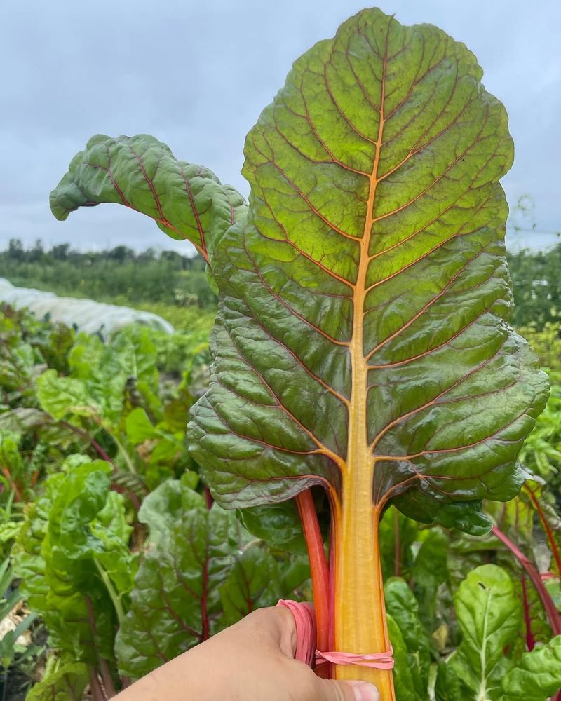 Swiss Chard