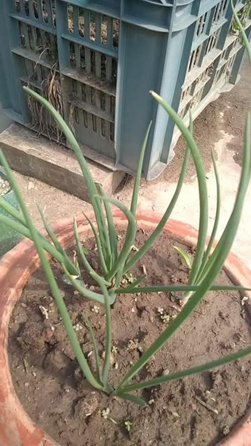 Scallions