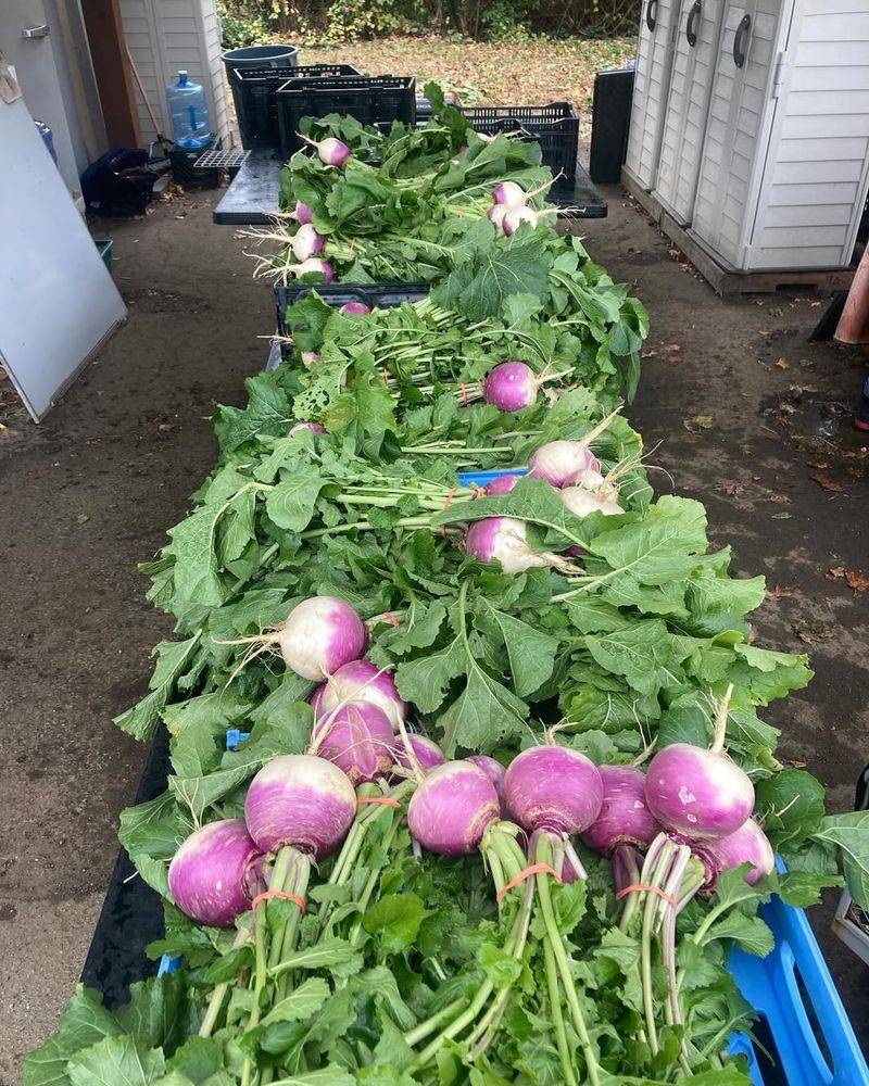 Turnips Mature Before Spring Heat Arrives