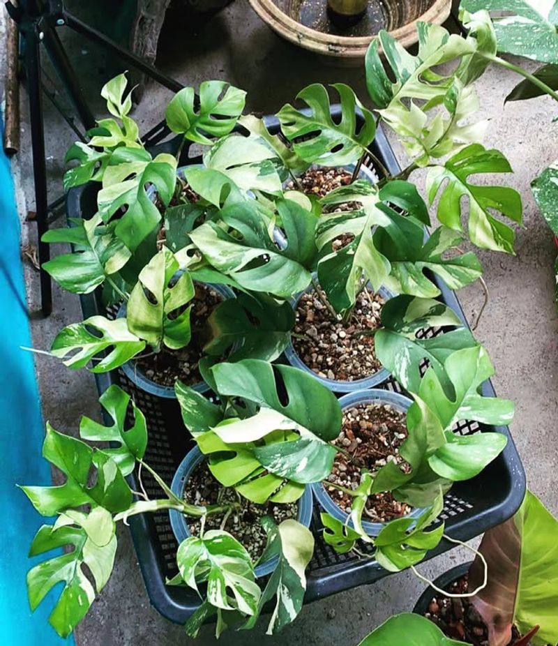 Rhaphidophora Tetrasperma Variegated