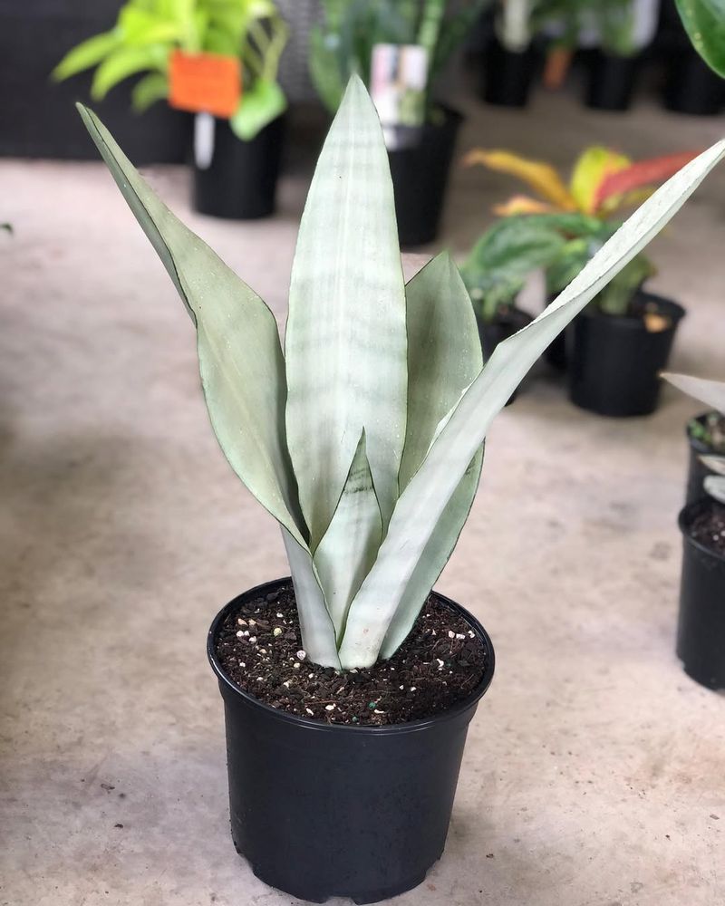 Sansevierias with Rare Patterns