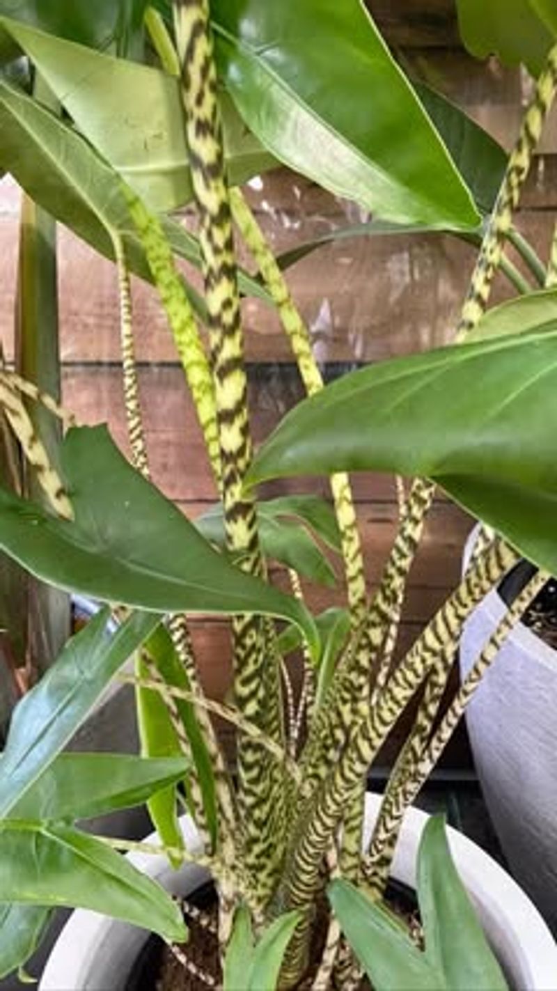 Alocasia Zebrina
