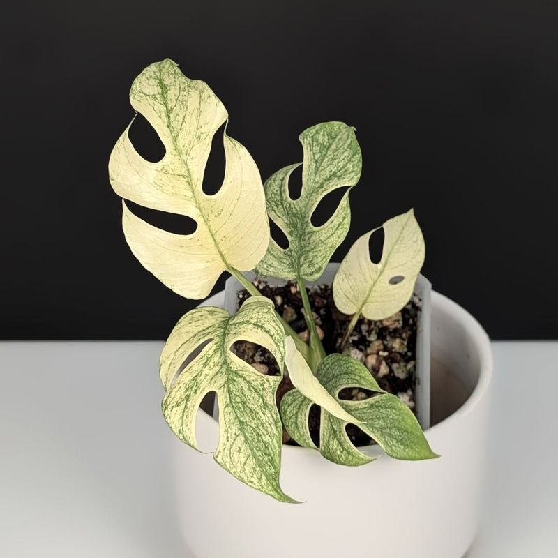 Rhaphidophora Tetrasperma Variegated