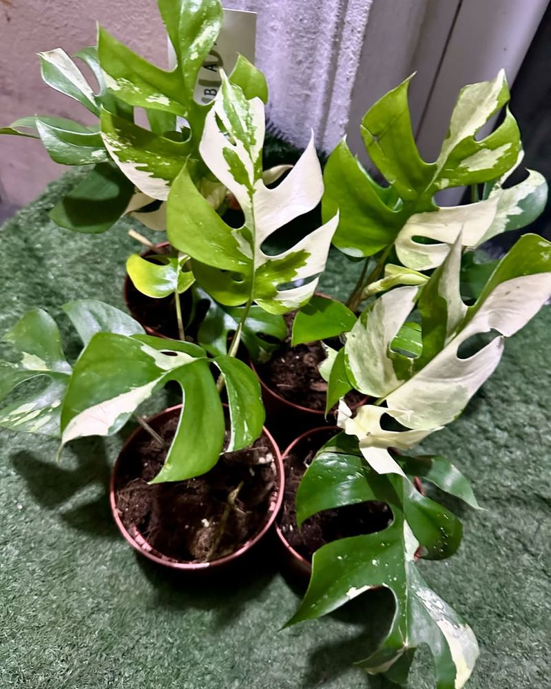 Rhaphidophora Tetrasperma Variegata