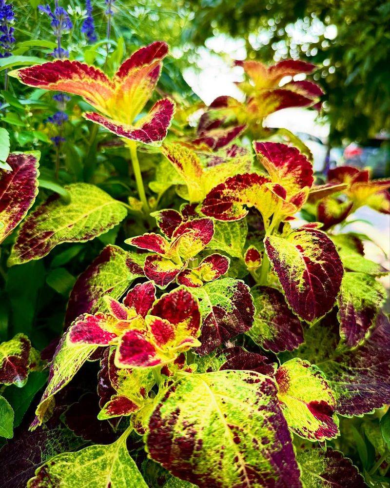 Coleus