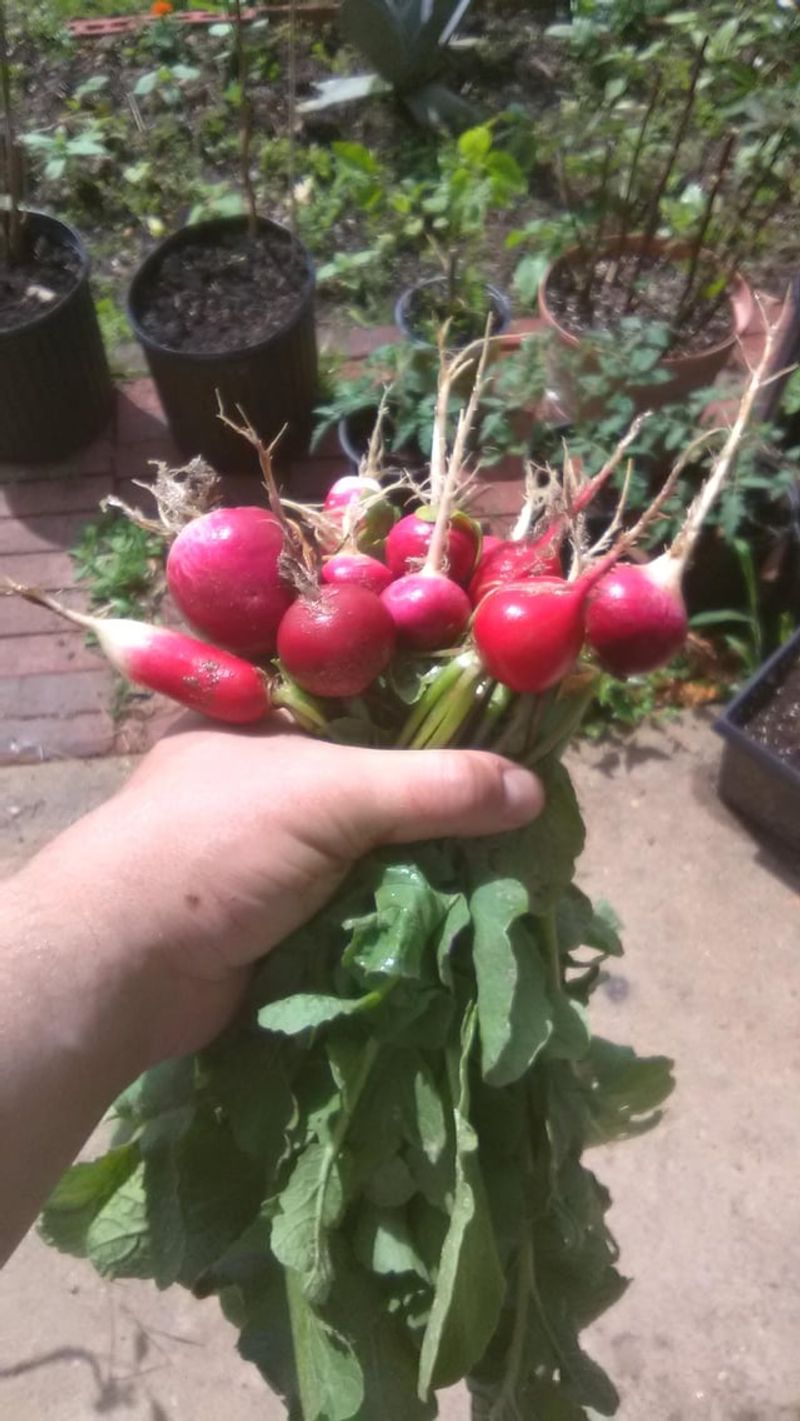 Radishes