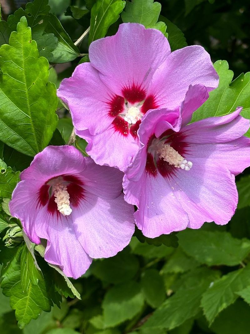 Requires Minimal Care Once Established In Your Yard