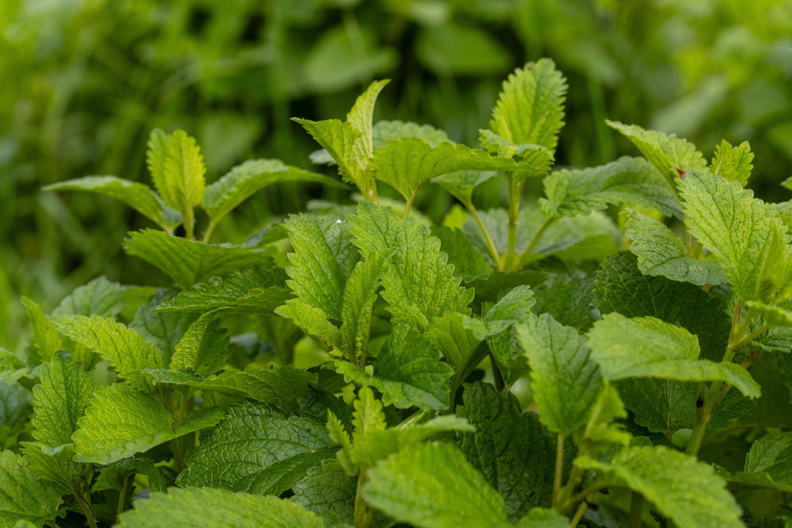 10 Benefits Of Growing Lemon Balm By Your Front Door