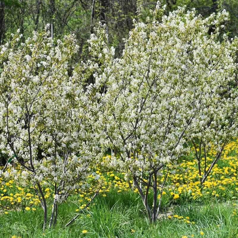 Native Trees Support Local Wildlife Ecosystems