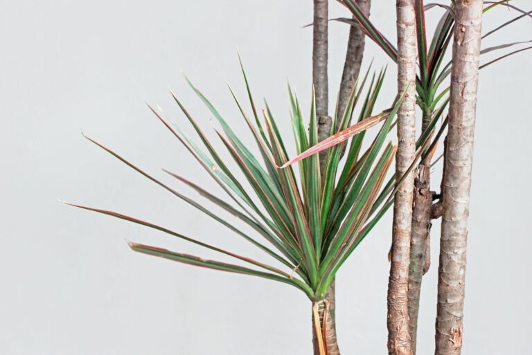 dracena plant (featured image)