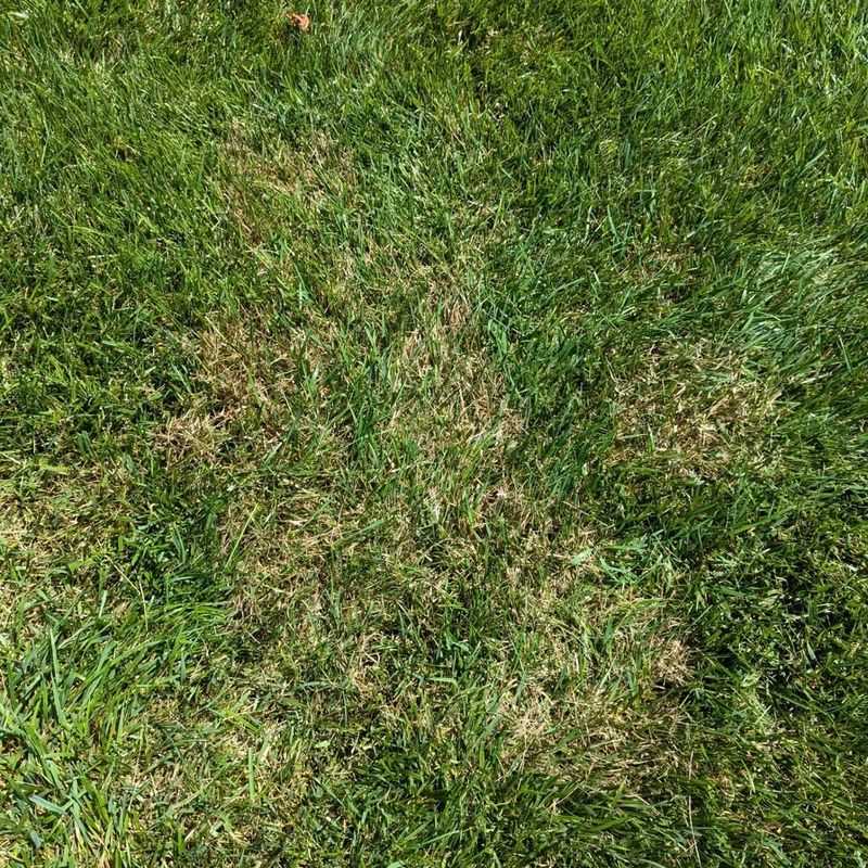 Reduced Disease and Fungus Growth