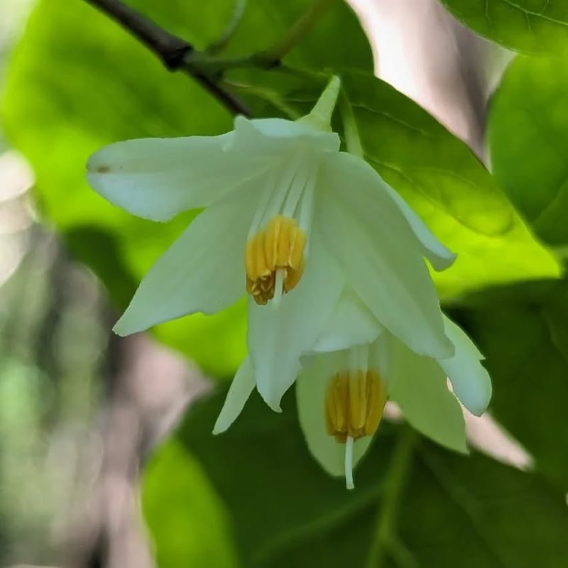 Texas Snowbells