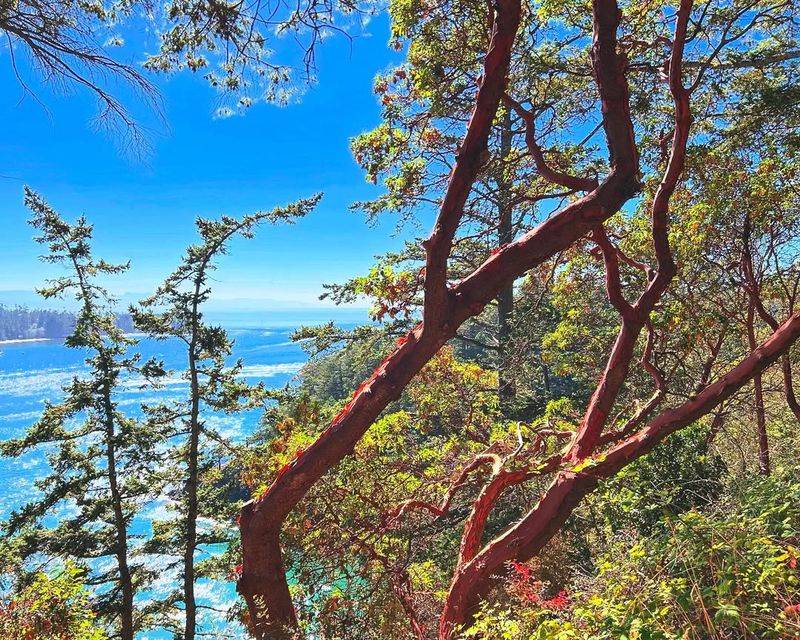 Pacific Madrone