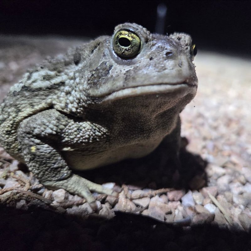 Night-Time Garden Activity