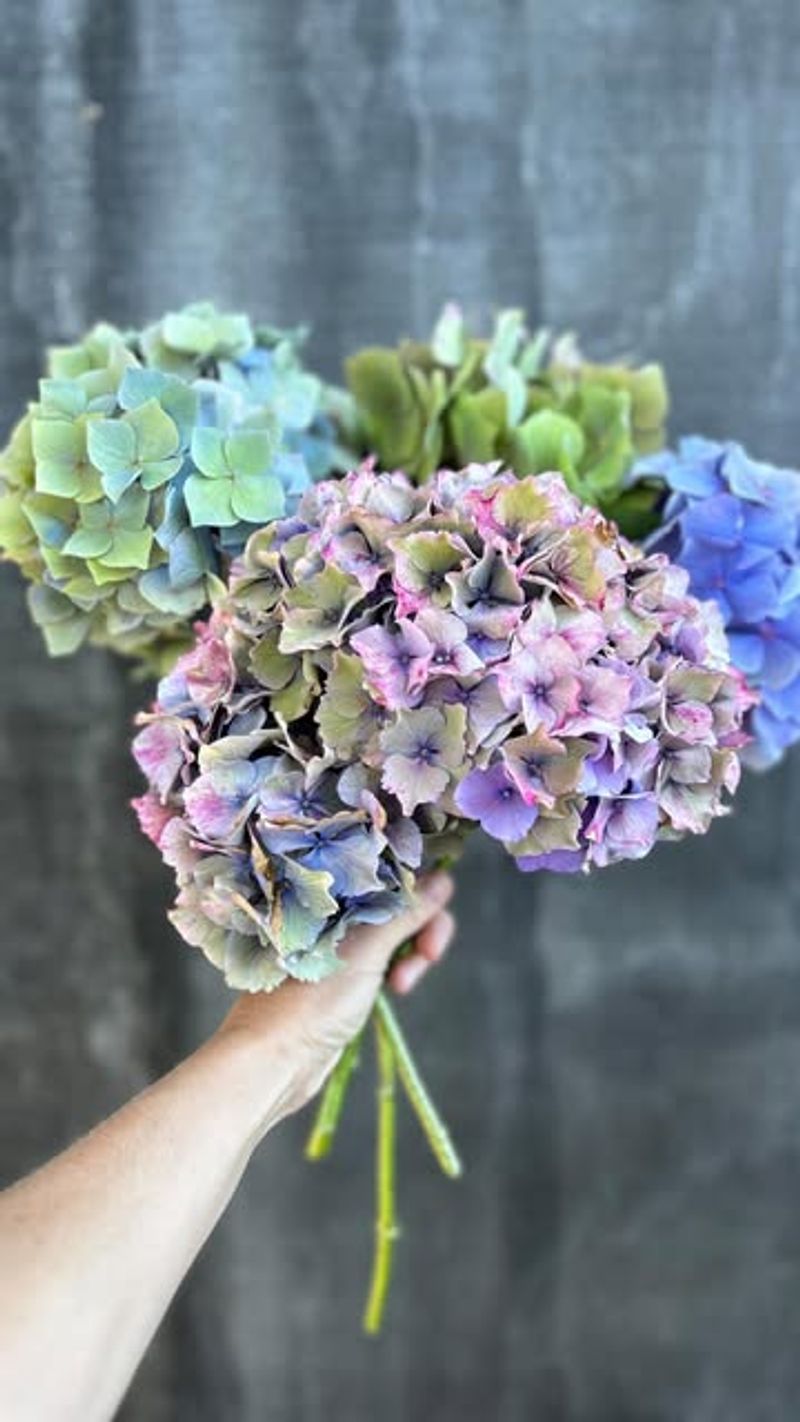 Hydrangeas