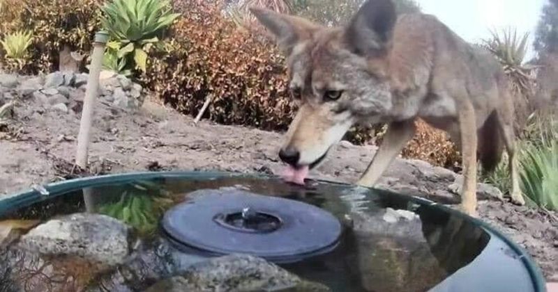 Outdoor Water Features