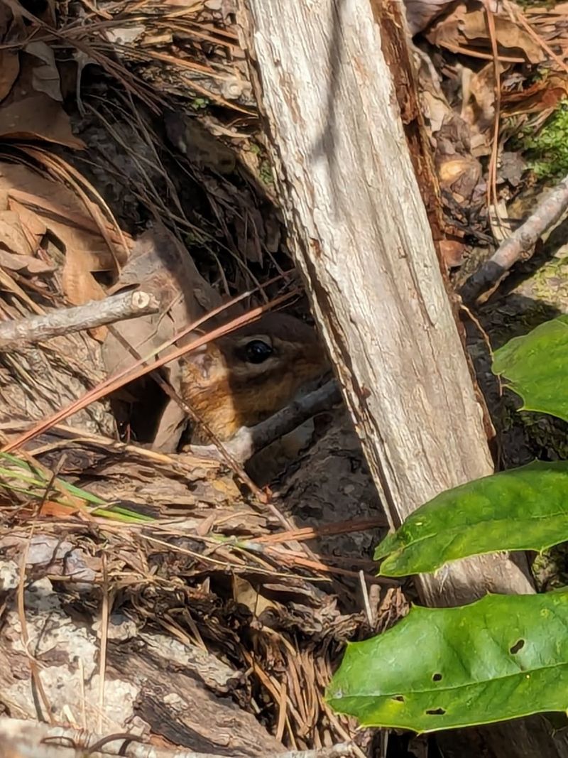 Warmer Microclimates Near Your Home Offer Shelter