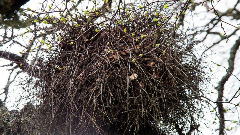 Witch's Broom: A Curious Growth Abnormality