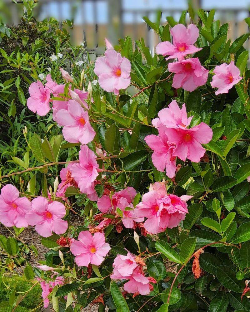 Mandevilla