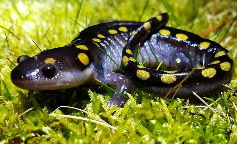 Spotted Salamander