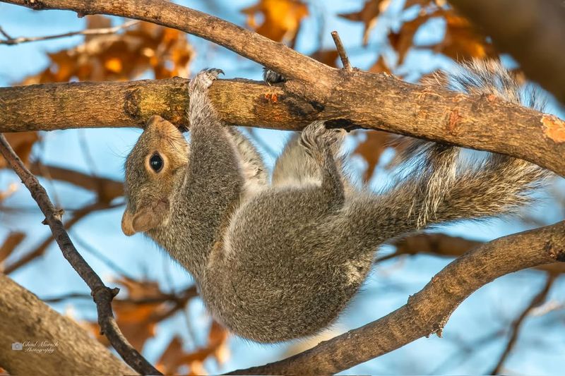 Eastern Gray Squirrel