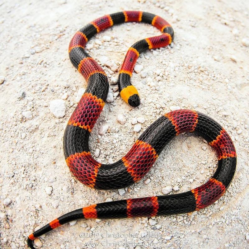 Coral Snake
