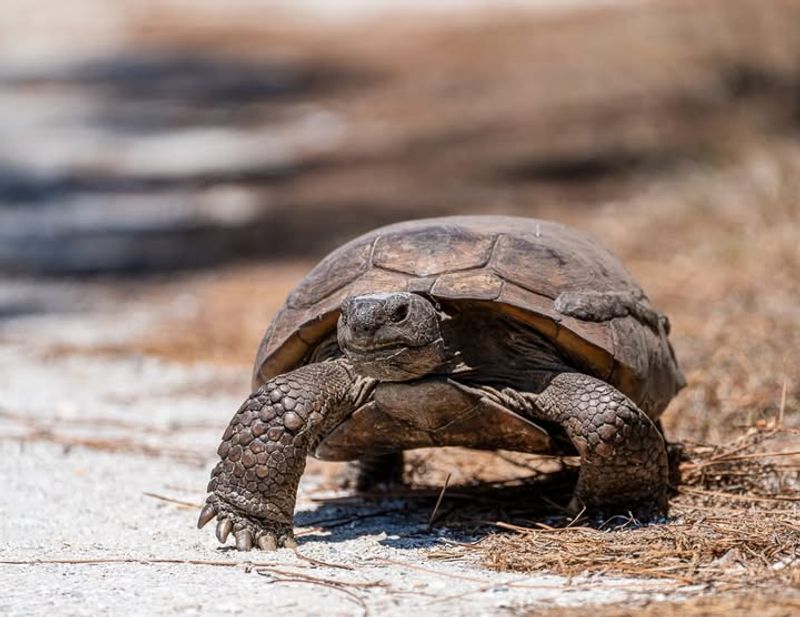 Gopher Tortoises