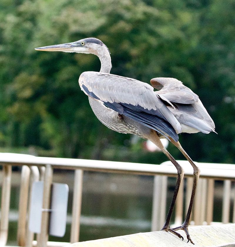 Great Blue Herons