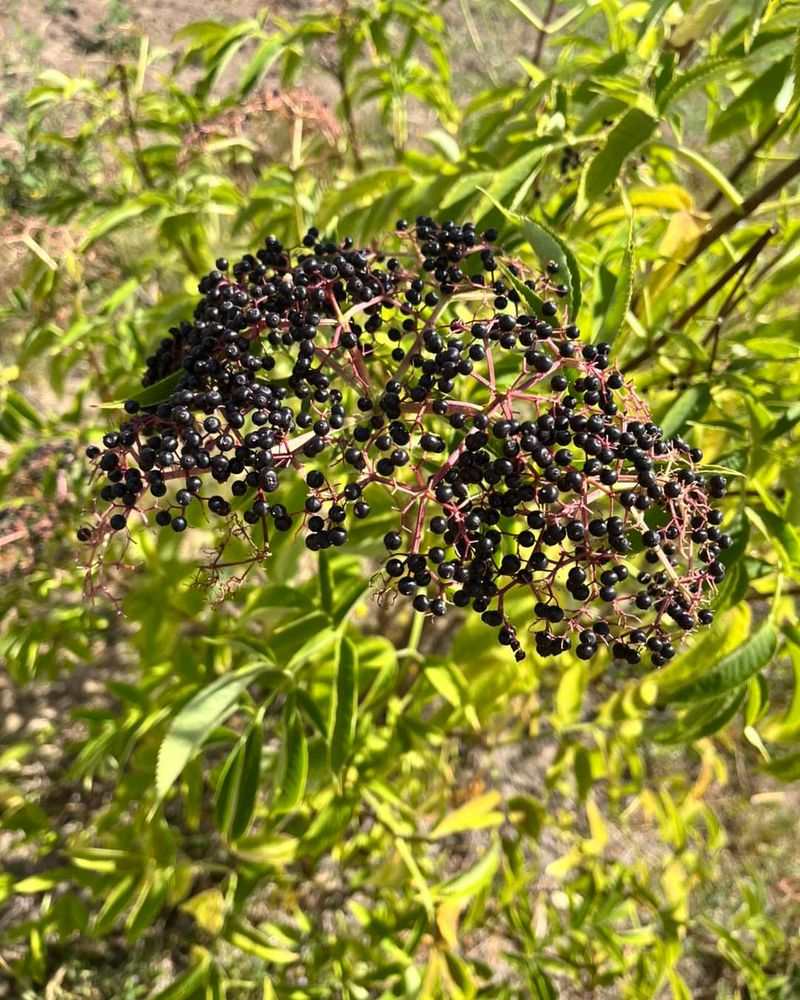 Elderberry