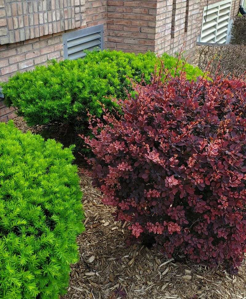European Barberry
