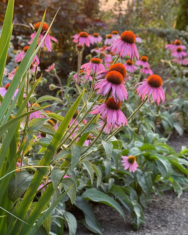 Coneflower