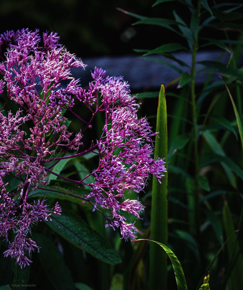 Joe-Pye Weed (Eutrochium purpureum)
