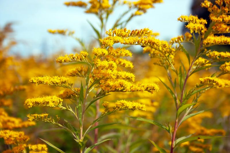 Goldenrod