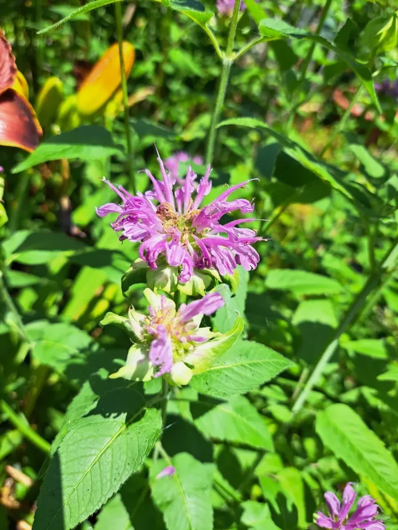 Wild Bergamot
