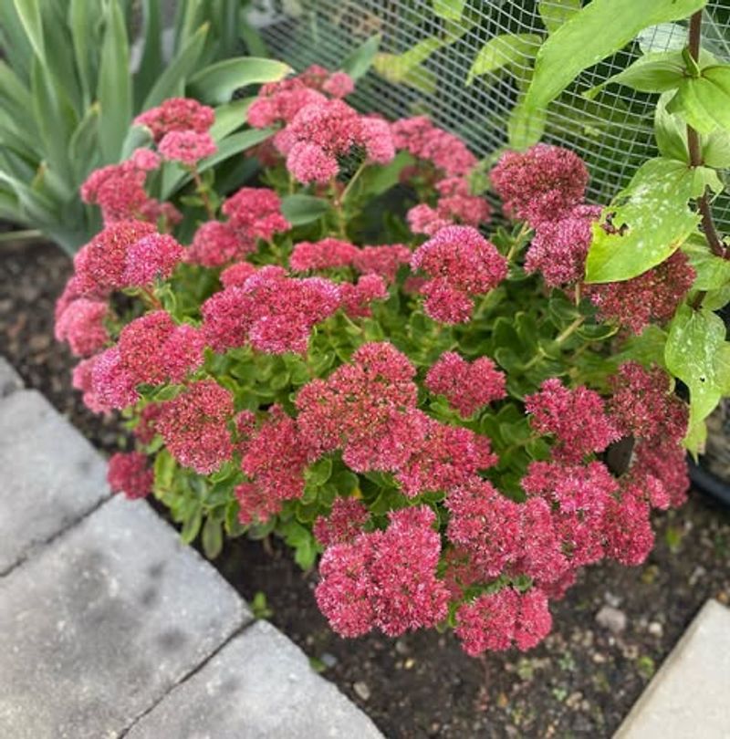 Sedum (Stonecrop)