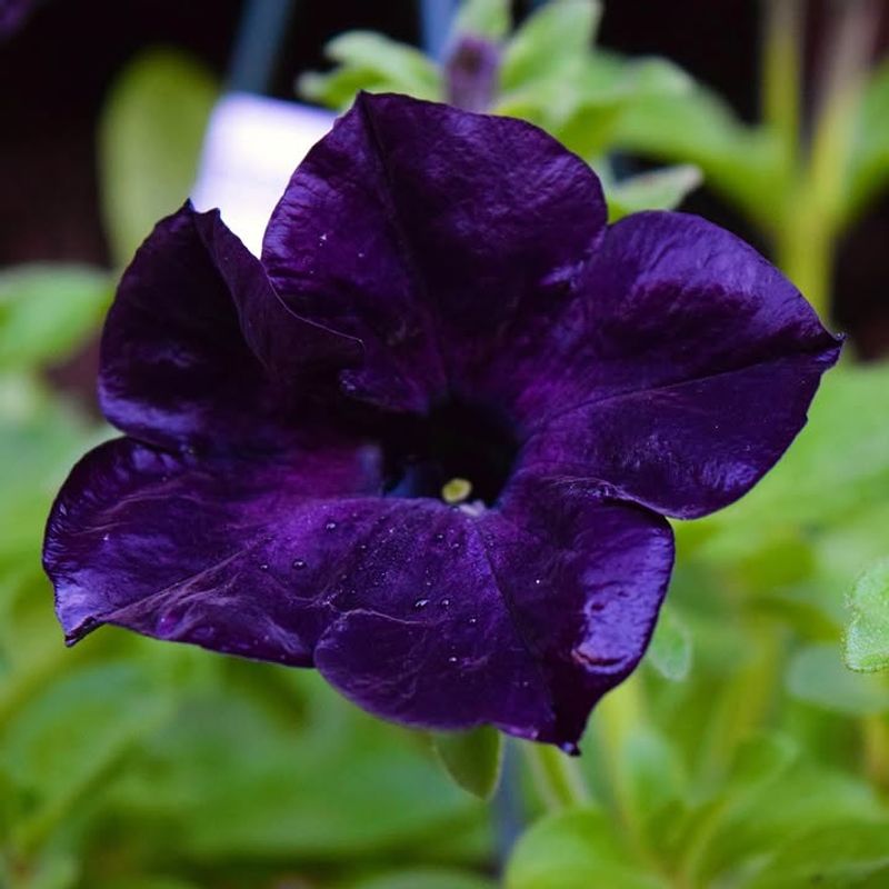 1. Black Velvet Petunia