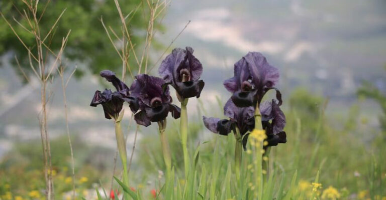 black iris