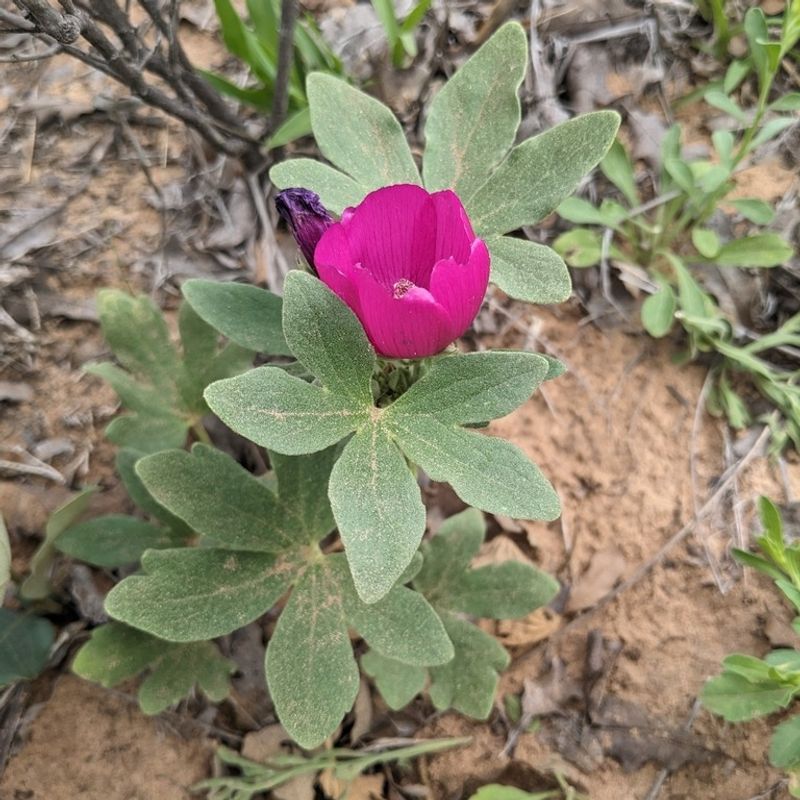 Texas Poppy Mallow