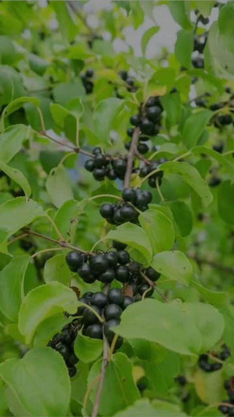 Common Buckthorn
