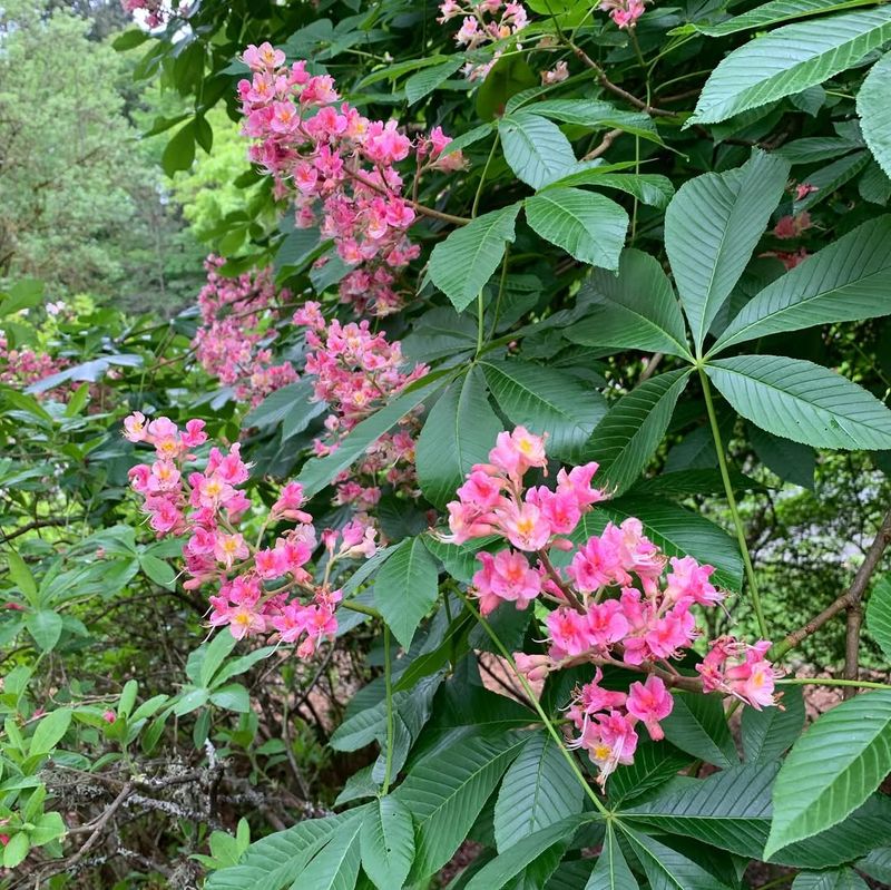 Horse Chestnut